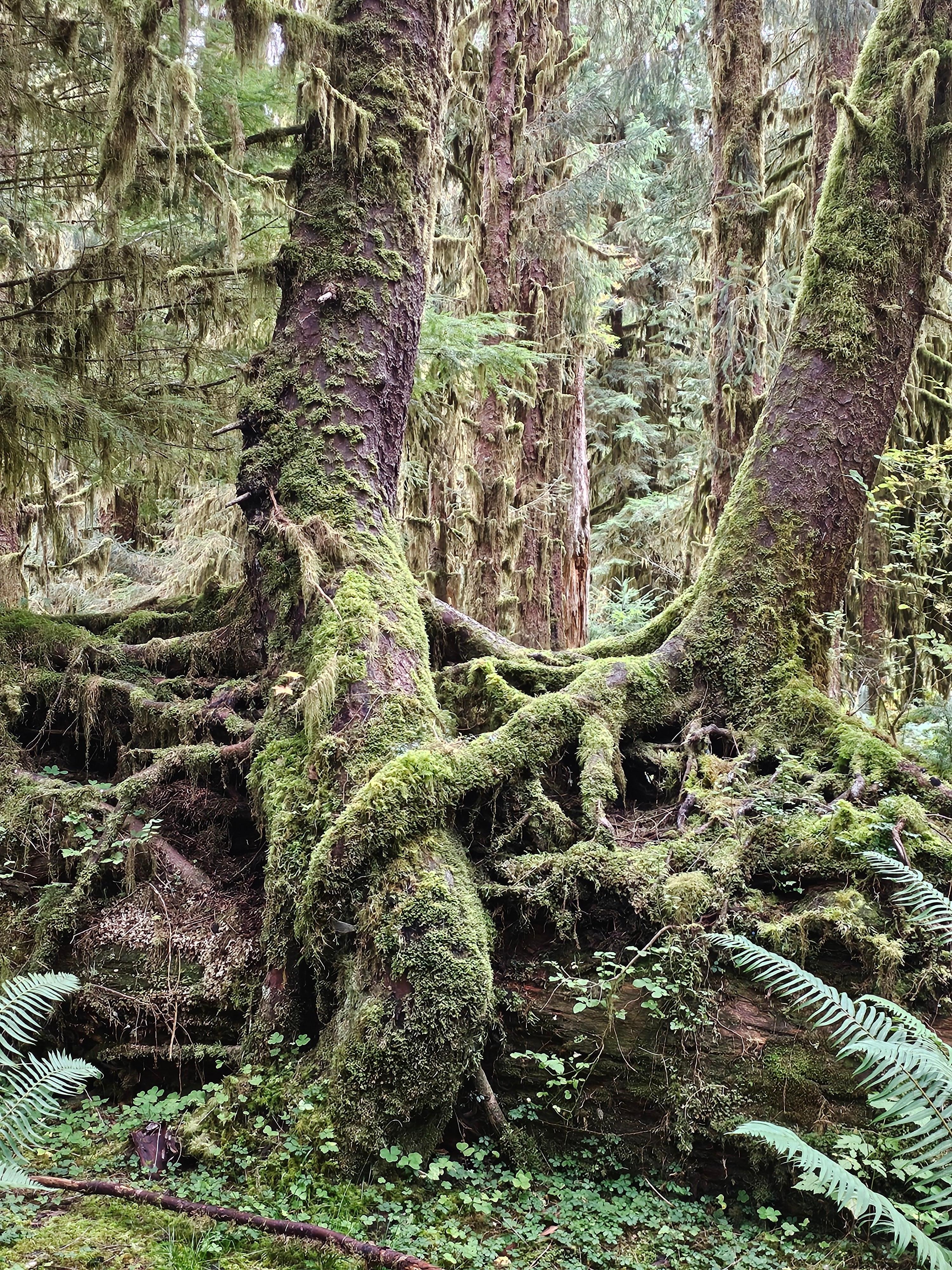Hoh Rainforest 