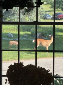 Daily visitors 🥰
