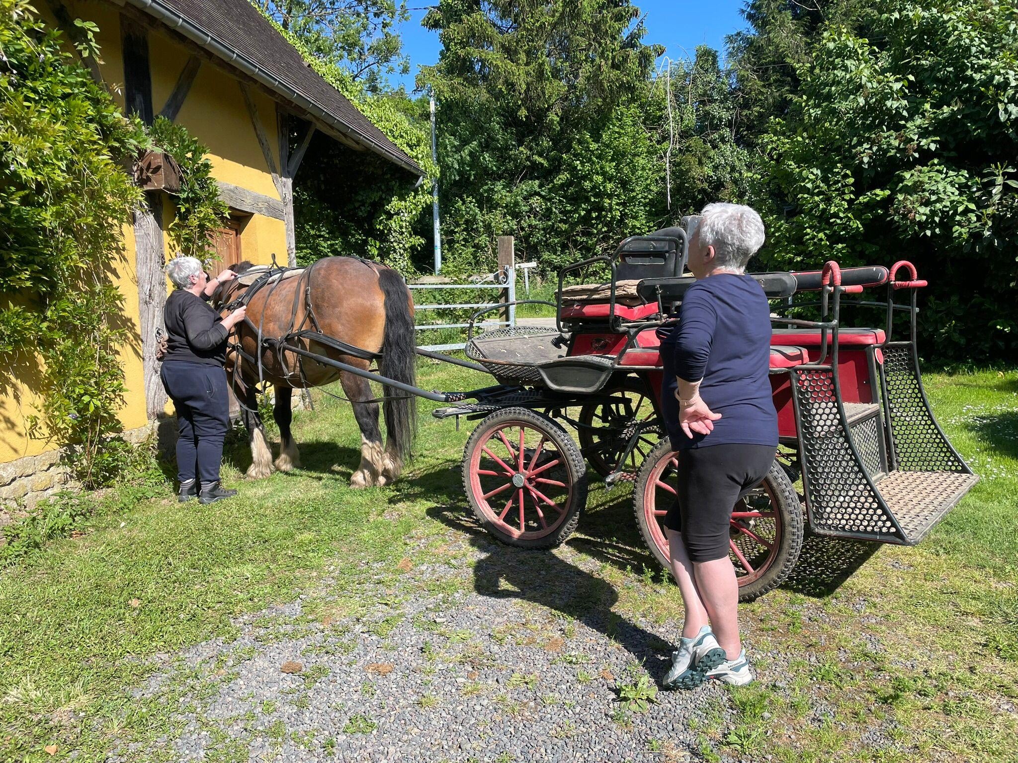 Préparation de la balade en hippomobile