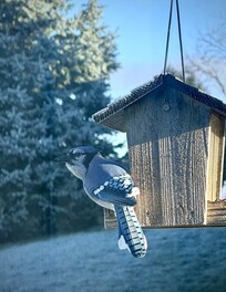 Lots of action around the bird feeder