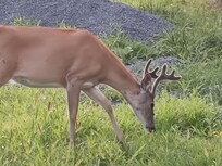 Tons of deer in the gated community, not spooked by the presence of humans.