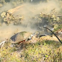 Caught a turtle, a few bass and a few catfish….all released back into the lake.