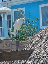Our daily lifeguard which we nicknamed Larry.