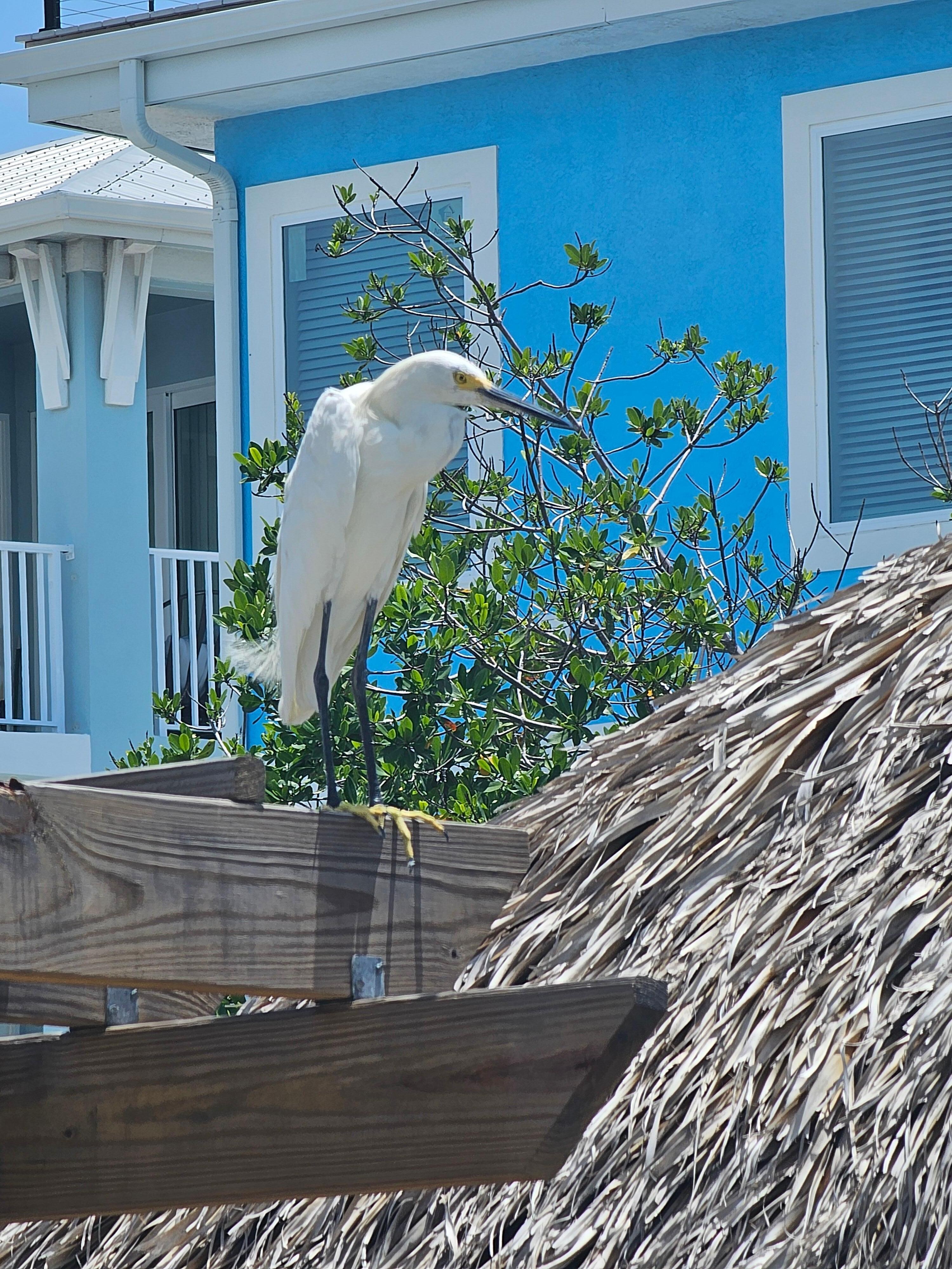 Our daily lifeguard which we nicknamed Larry.
