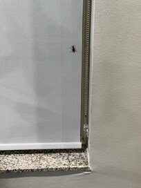 Wasps in fitness center