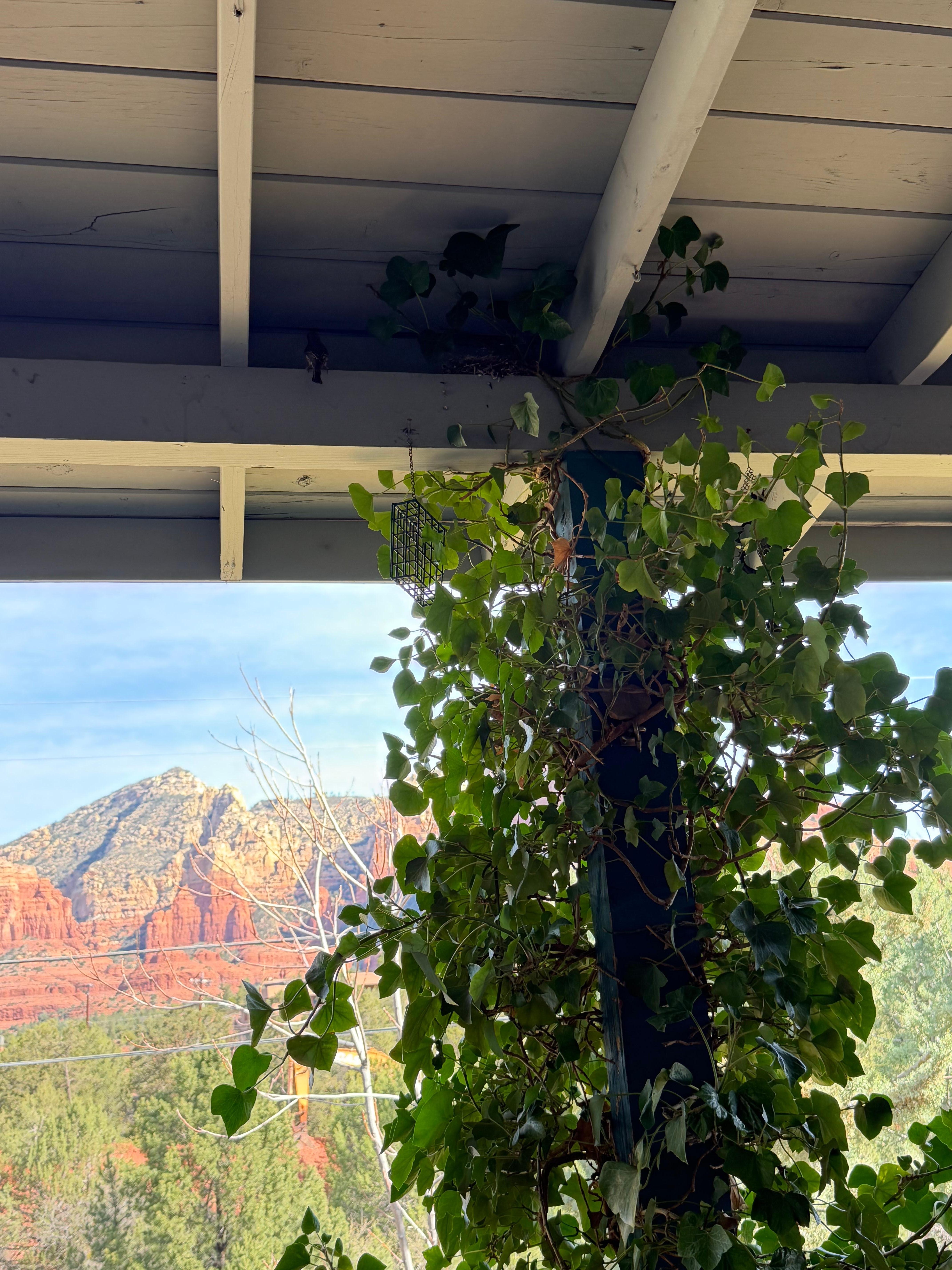 View from the comfortable porch.  There is a little bird nest up there too.  Birds singing in the mornings 