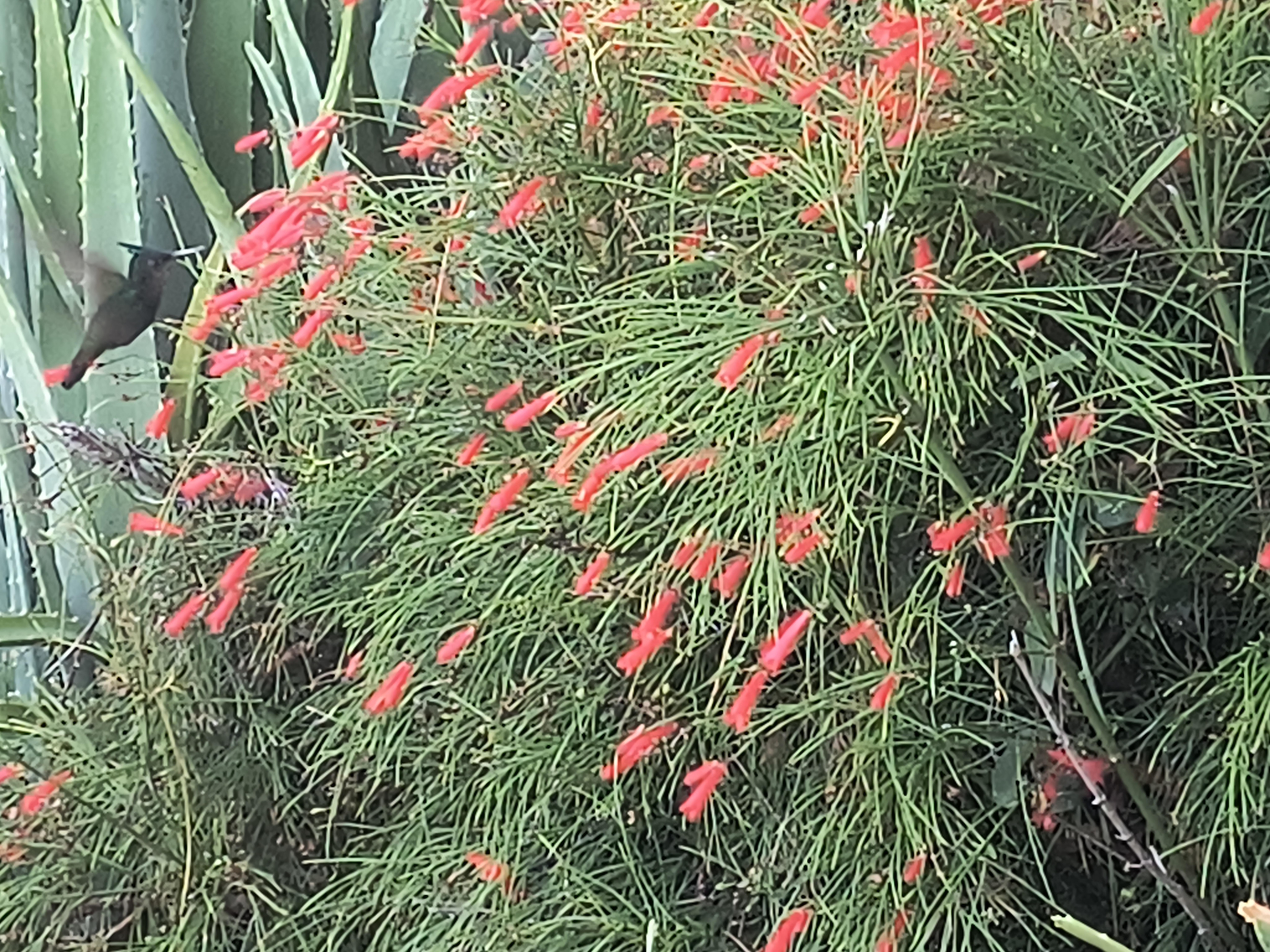 Beautiful landscaping & Antillean Crested Hummingbirds!