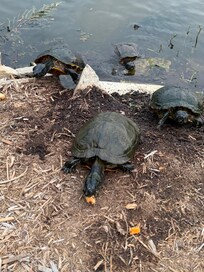 Some of the common turtles that we fed every day.