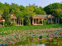 Gorgeous lotus pond