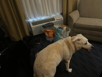 Dog had to avoid metal drainpipe pieces