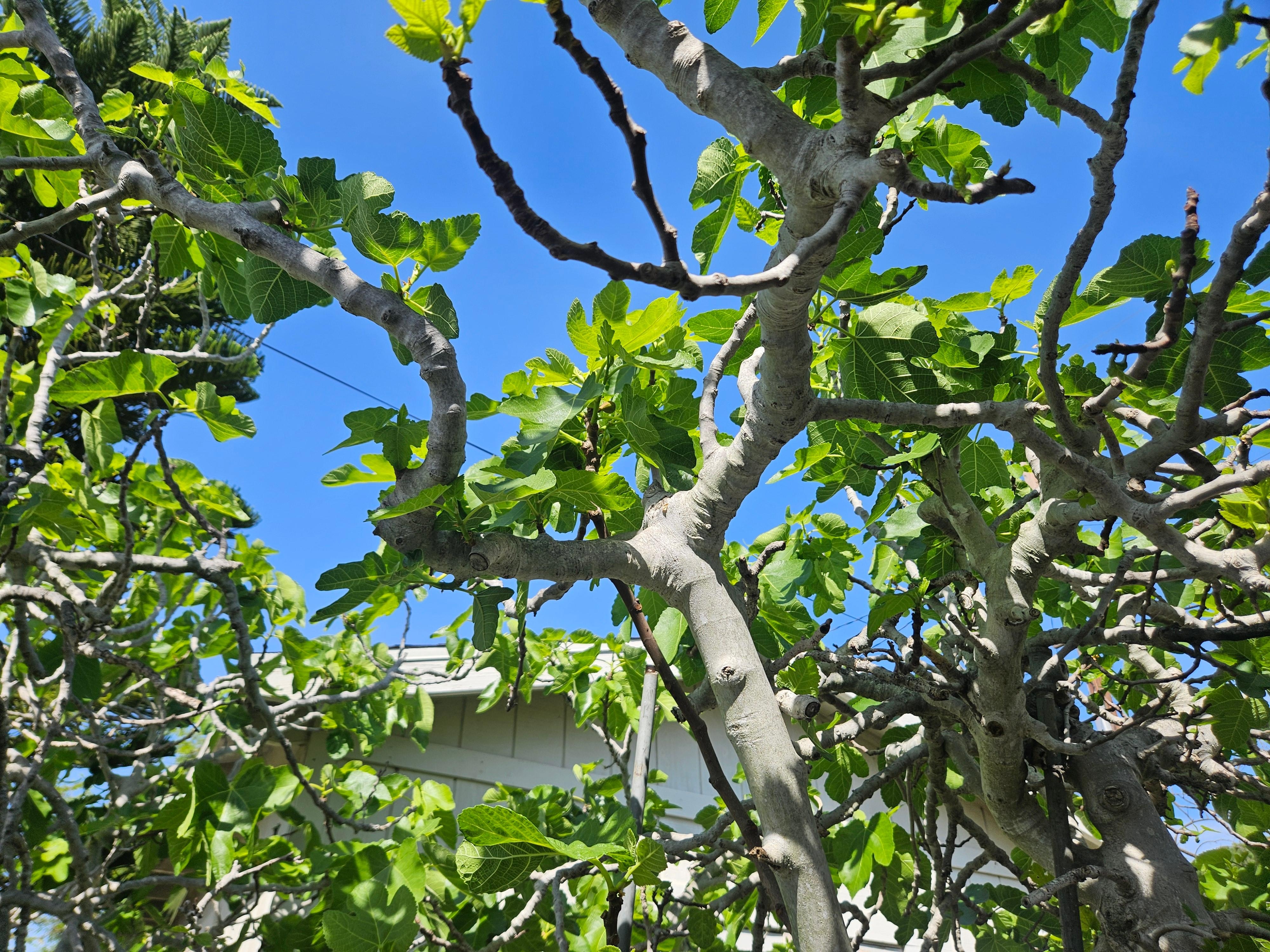 Fig tree