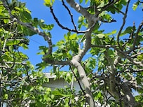 Fig tree