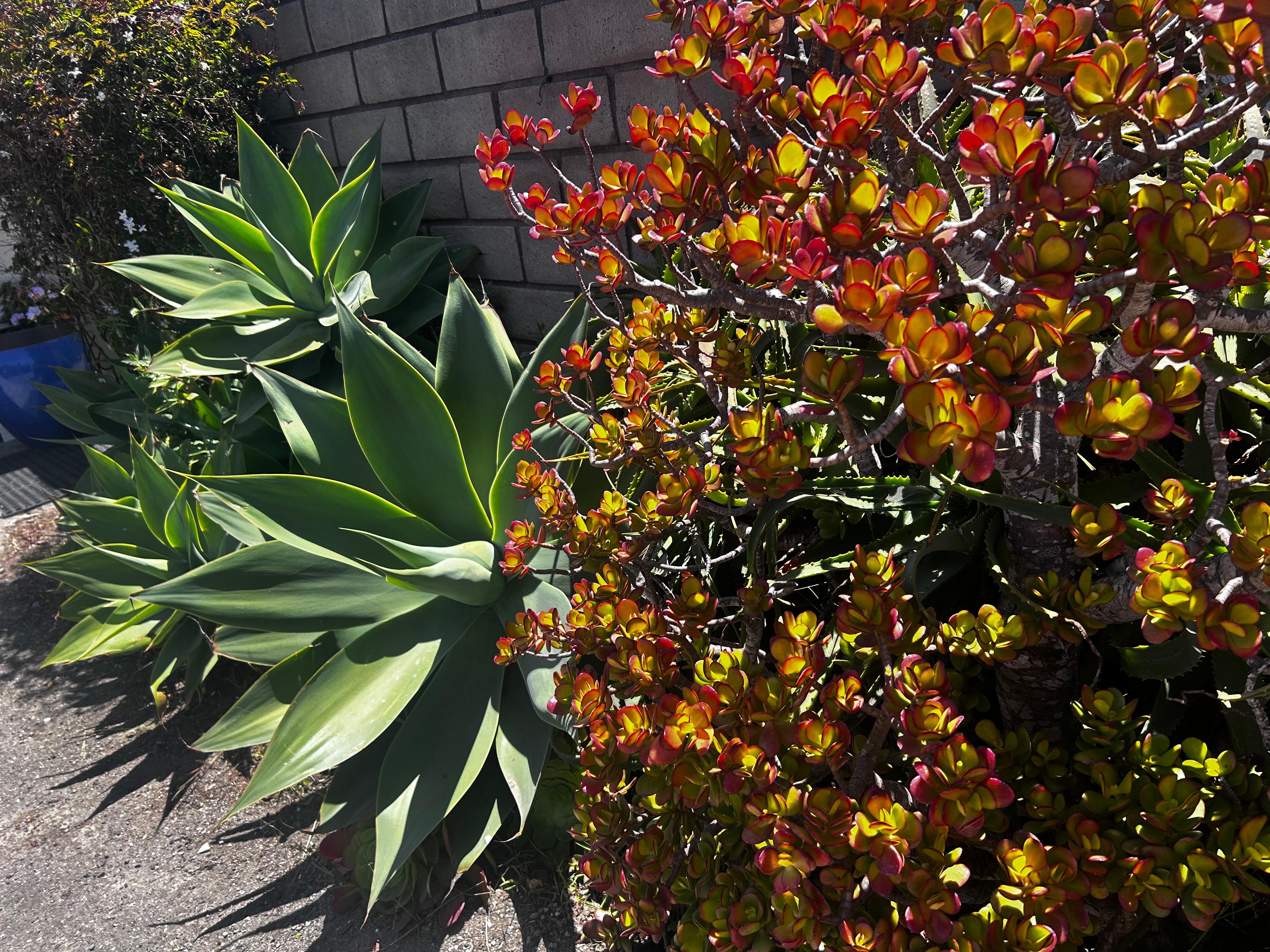 Beautiful succulents and botanicals