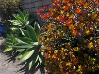 Beautiful succulents and botanicals