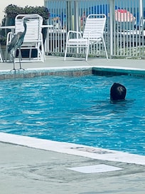 Herron visiting us at the pool