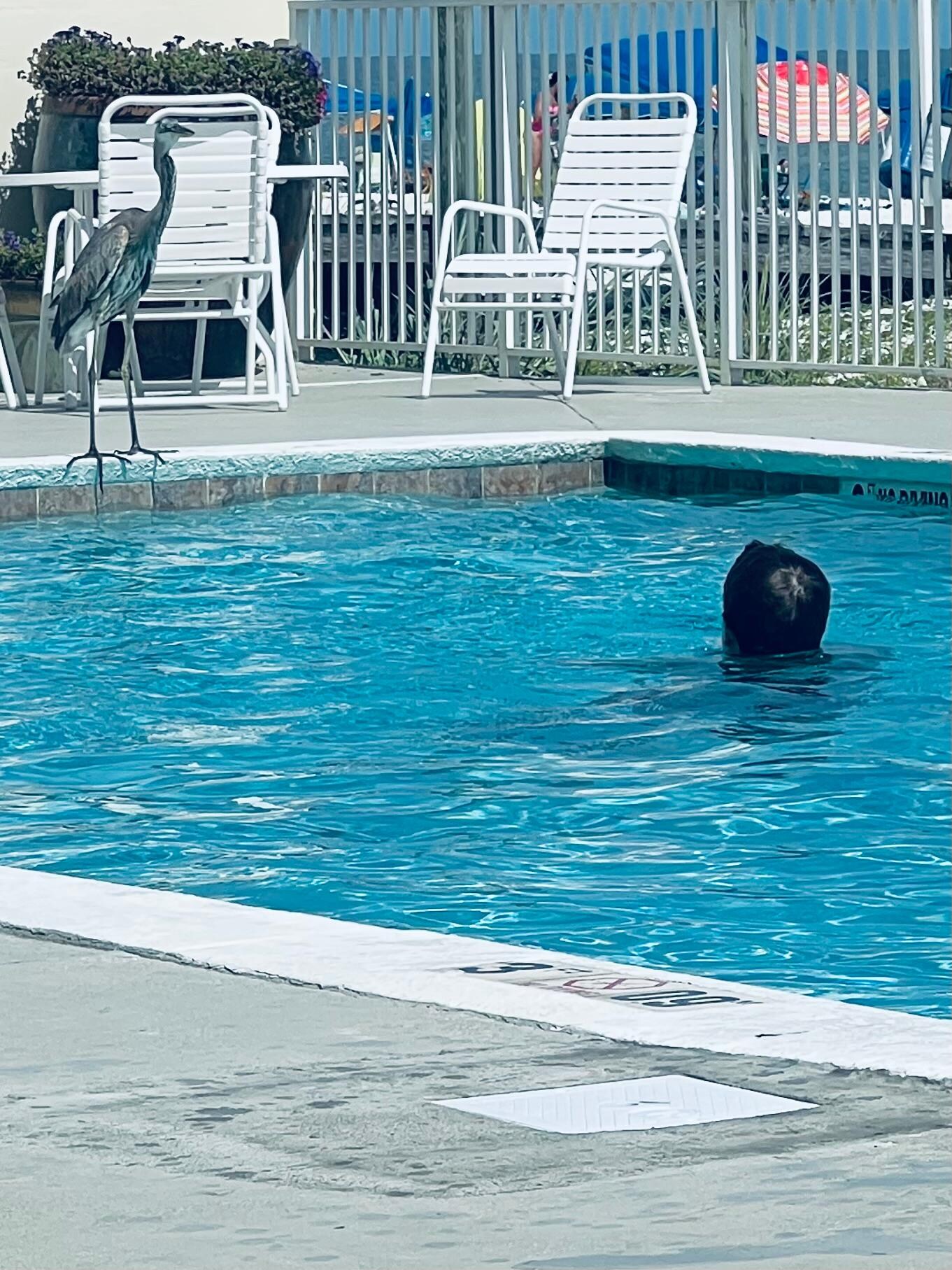 Herron visiting us at the pool 