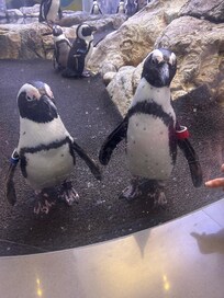 View from the Gatlinburg Aquarium!