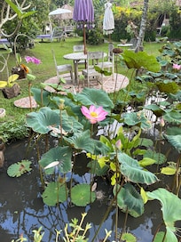 The garden