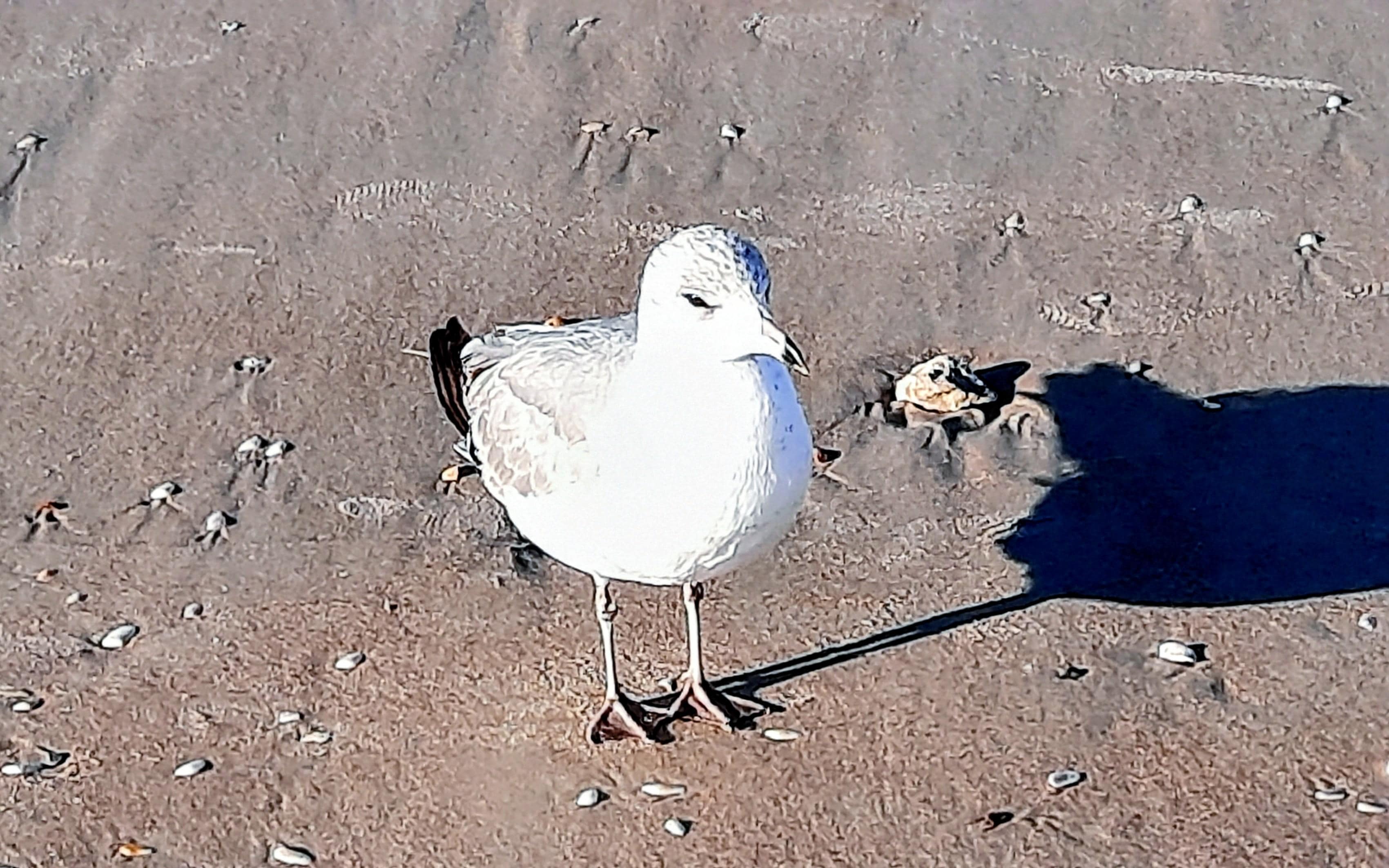 Heathcliff (ref. Red Skelton)