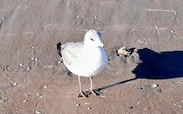 Heathcliff (ref. Red Skelton)