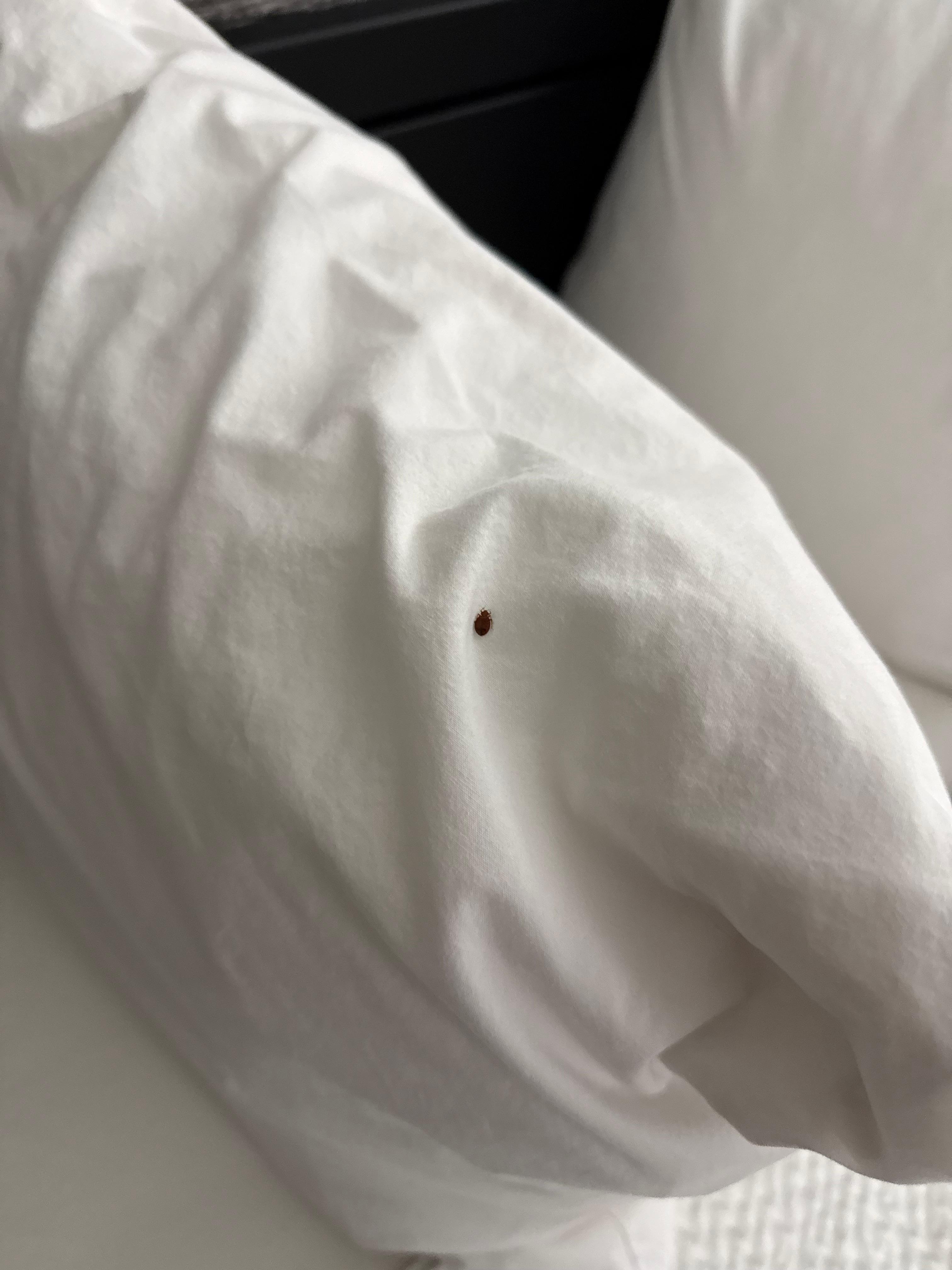 Bed bug on pillow greeting us after checking in!