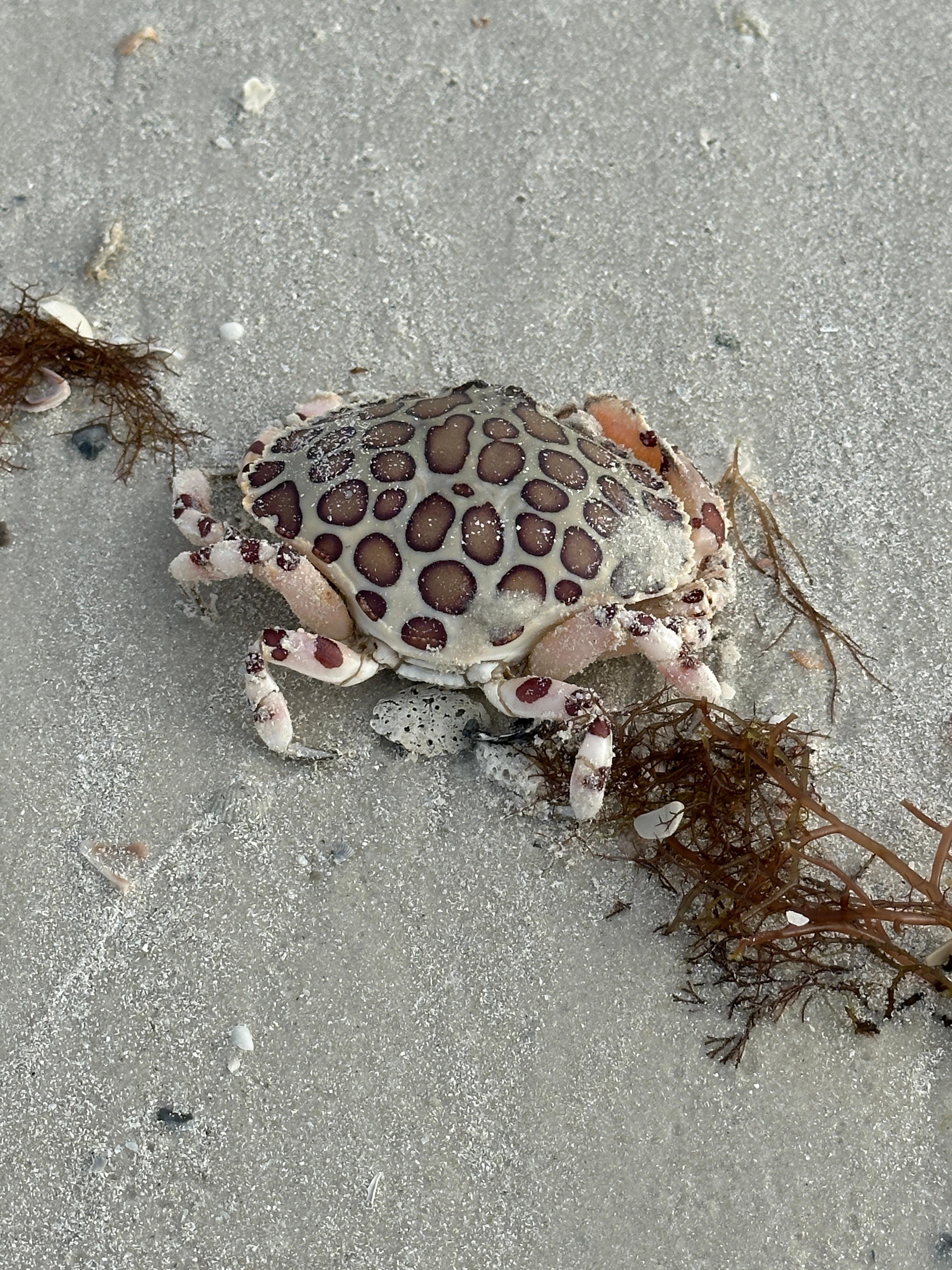 Crab we met walking on the beach