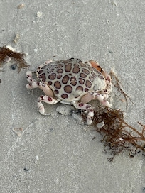 Crab we met walking on the beach