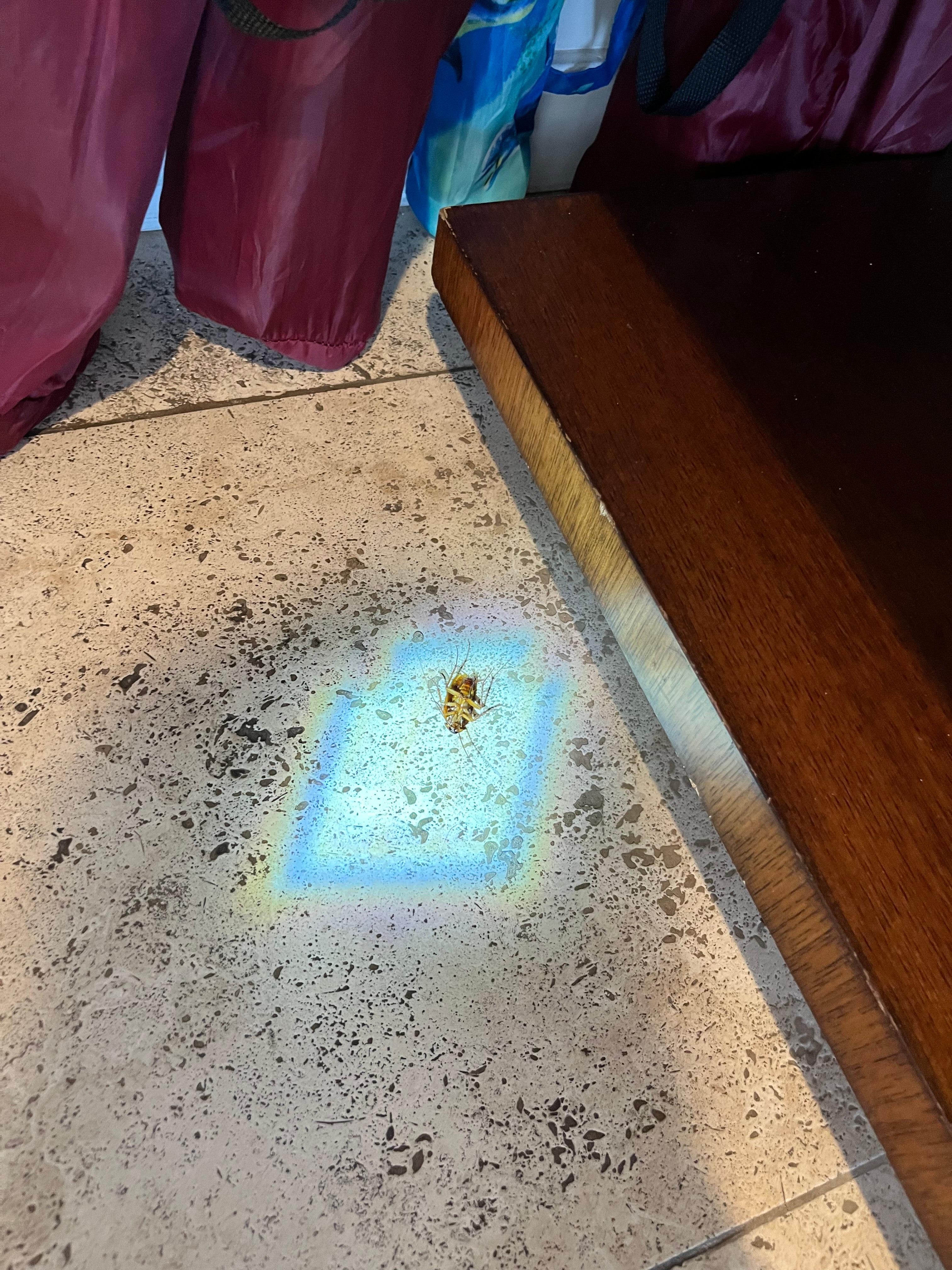 cockroach we dispatched