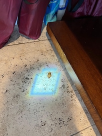 cockroach we dispatched