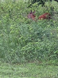 Wild life
