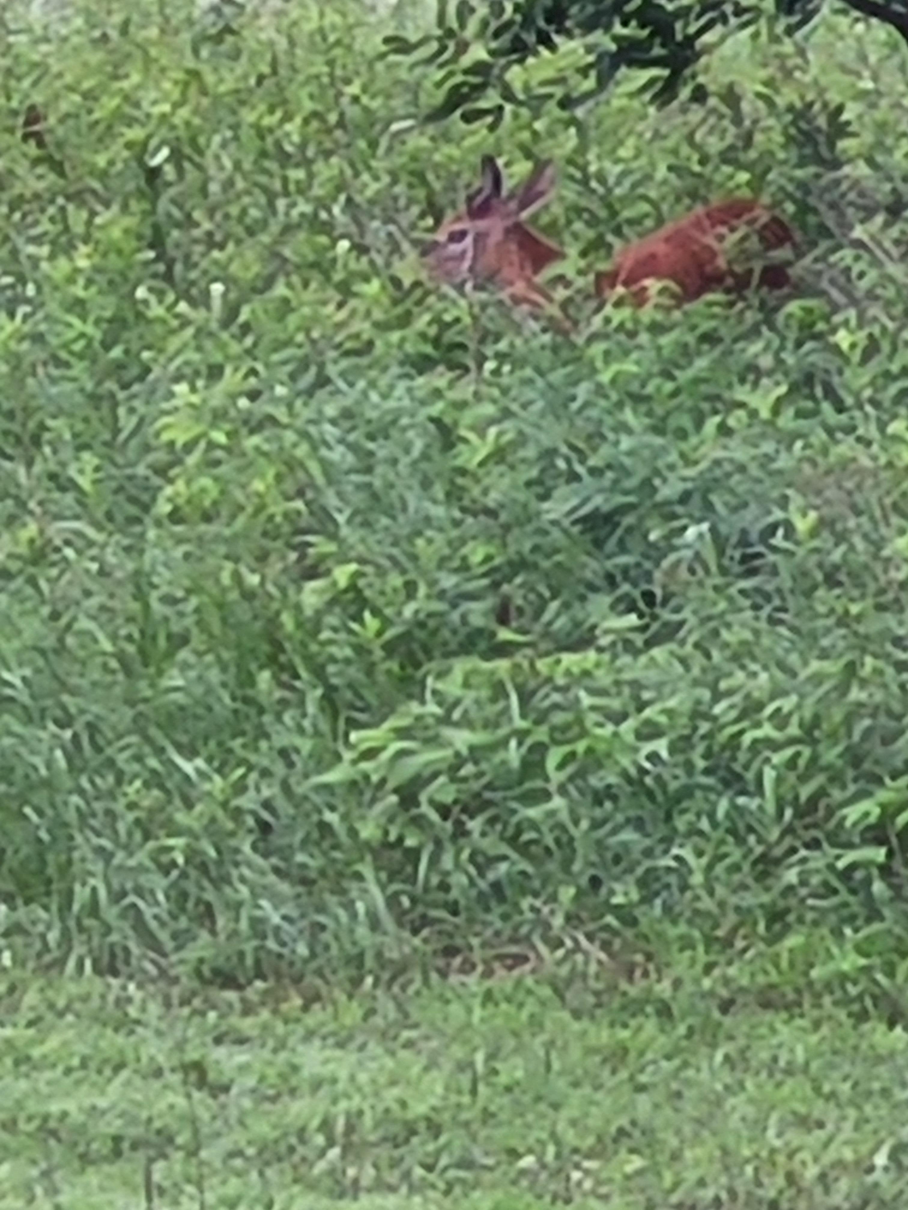 Wild life