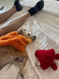 My doggie is content. (and exhausted)