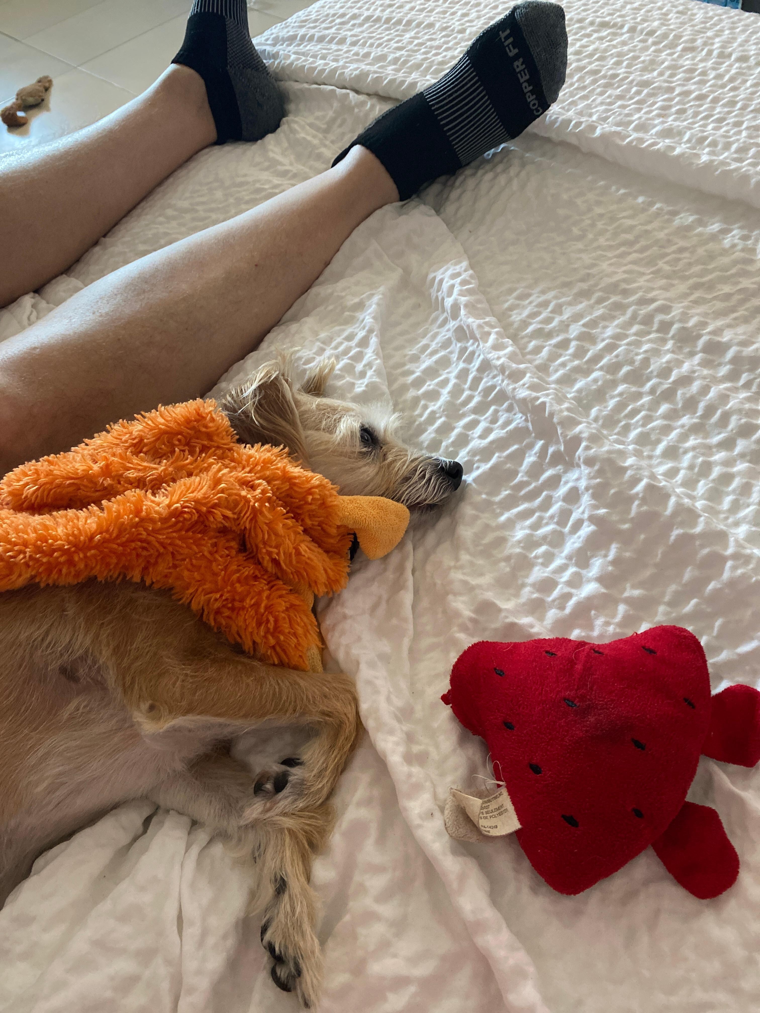 My doggie is content. (and exhausted)