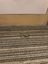 Lots of rips in the carpet