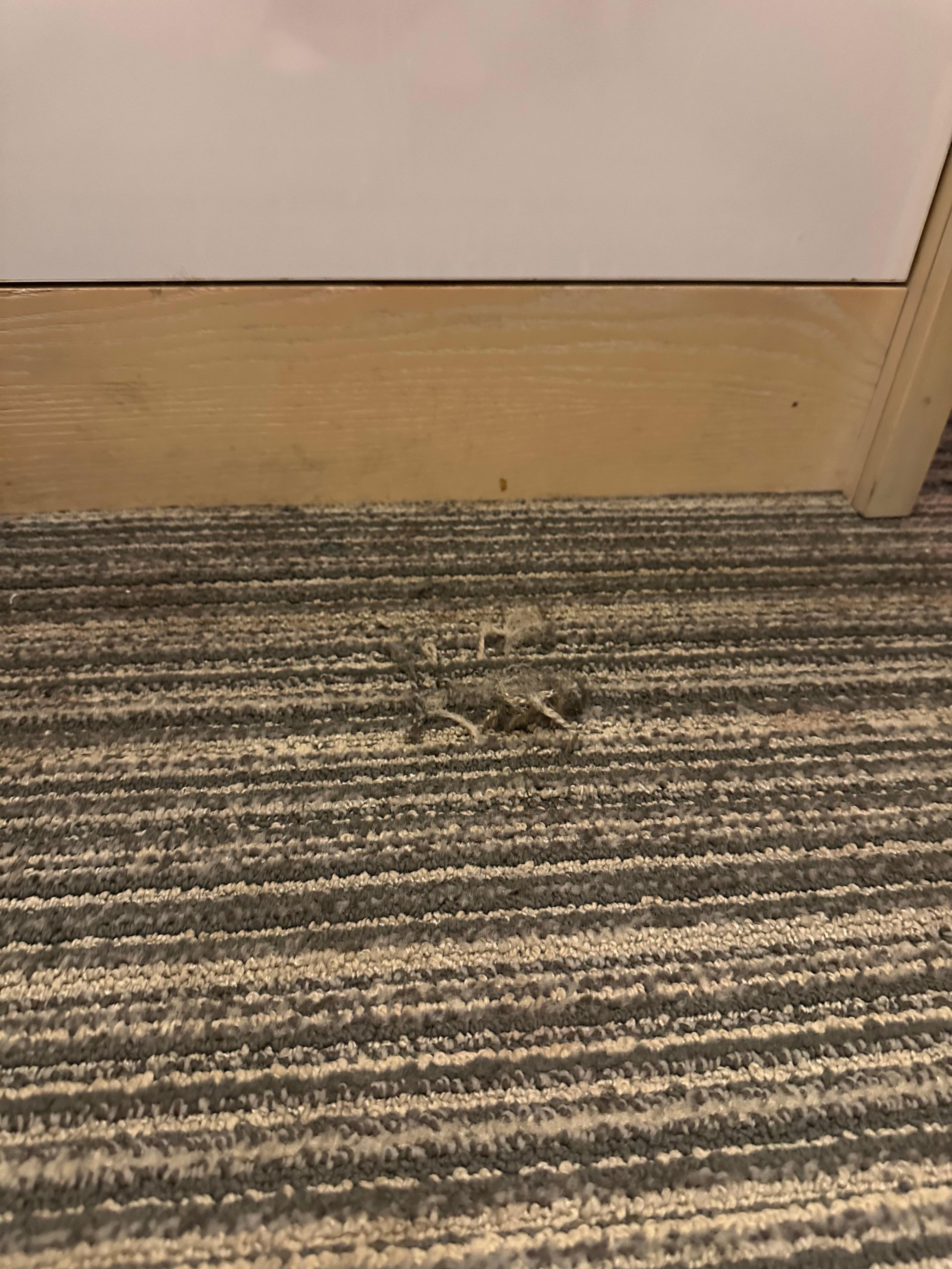 Lots of rips in the carpet