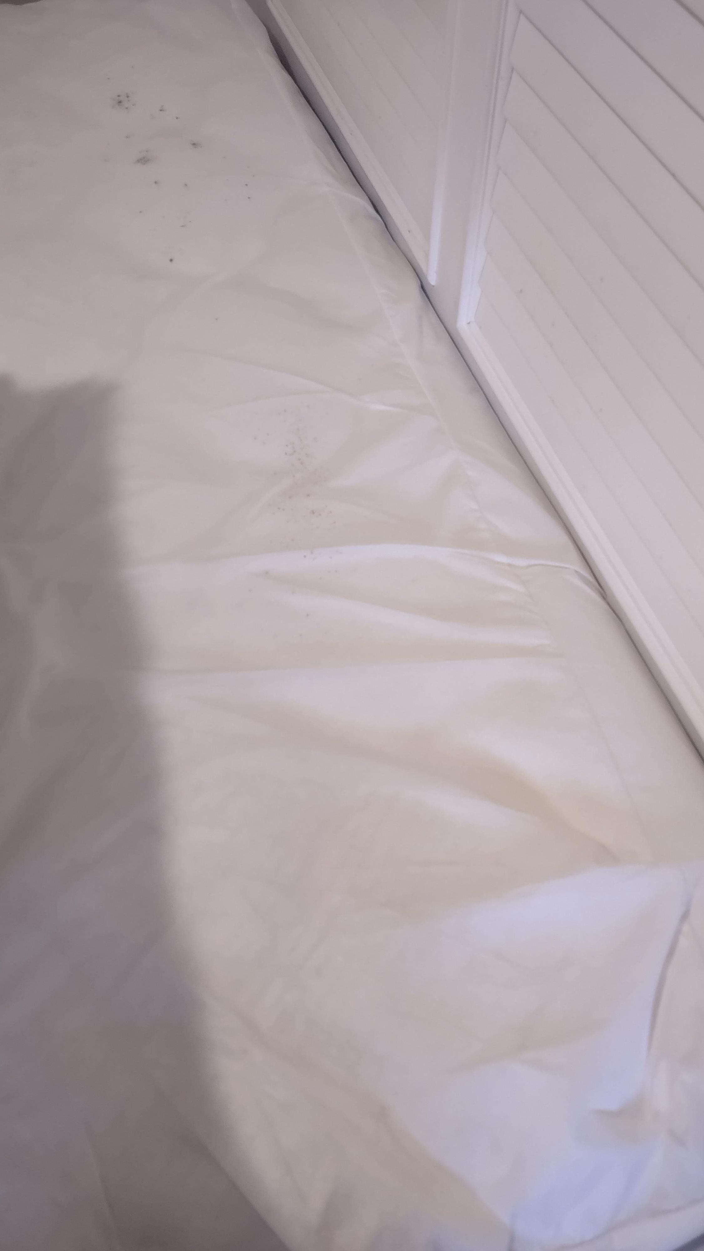 Mold under pillows