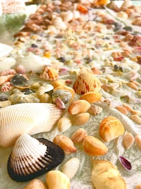 Palm Island shellanator heaven