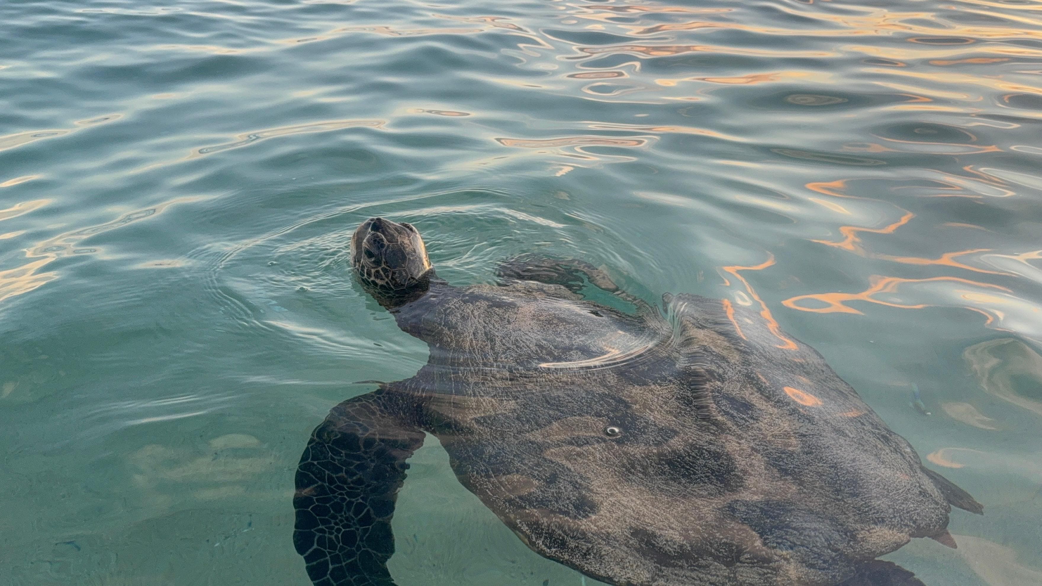 A sea turtle swam with us on our last night!