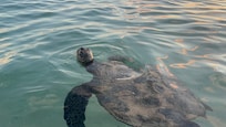 A sea turtle swam with us on our last night!