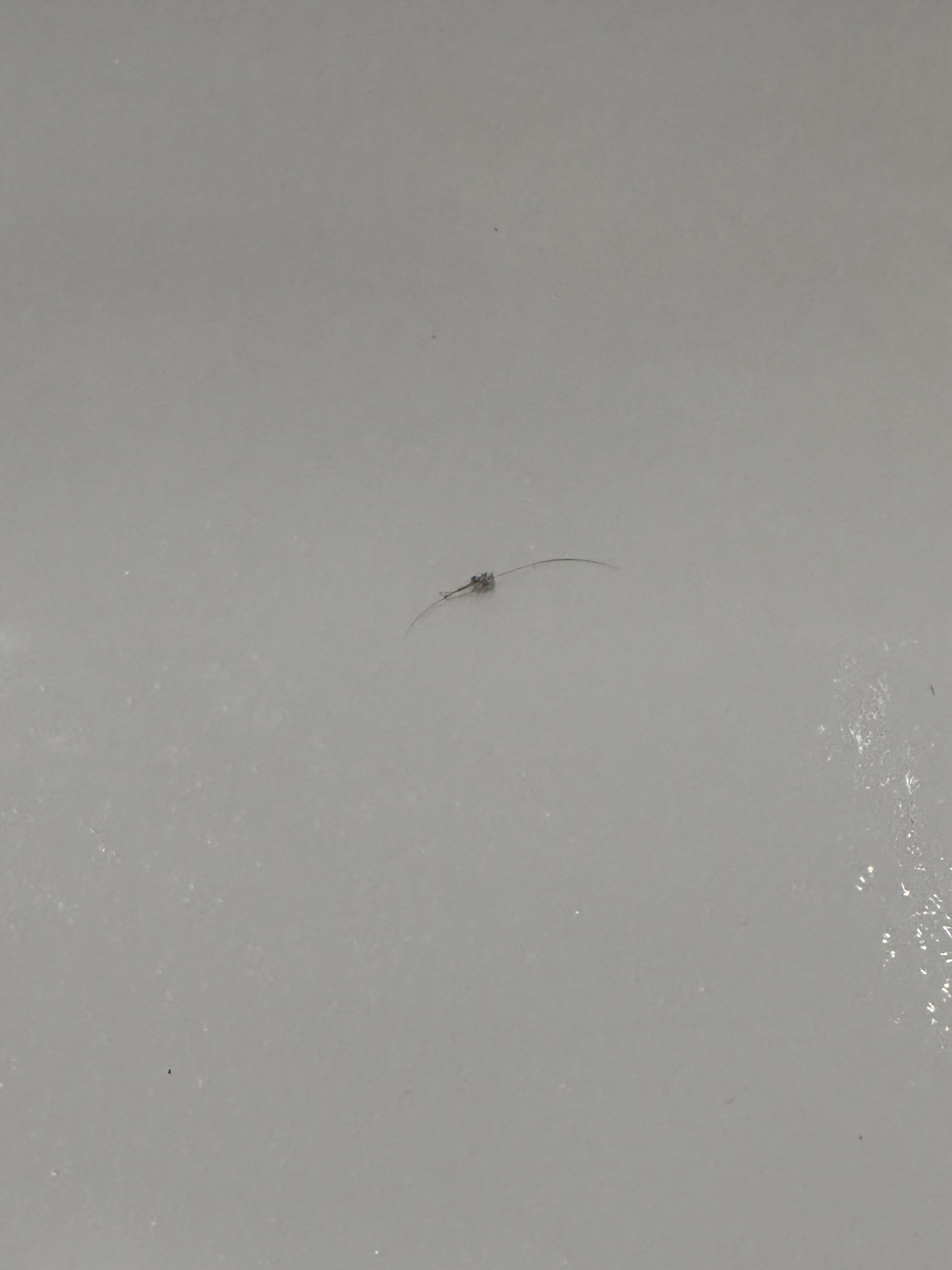 Hair in the bathtub.