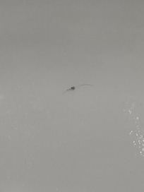 Hair in the bathtub.