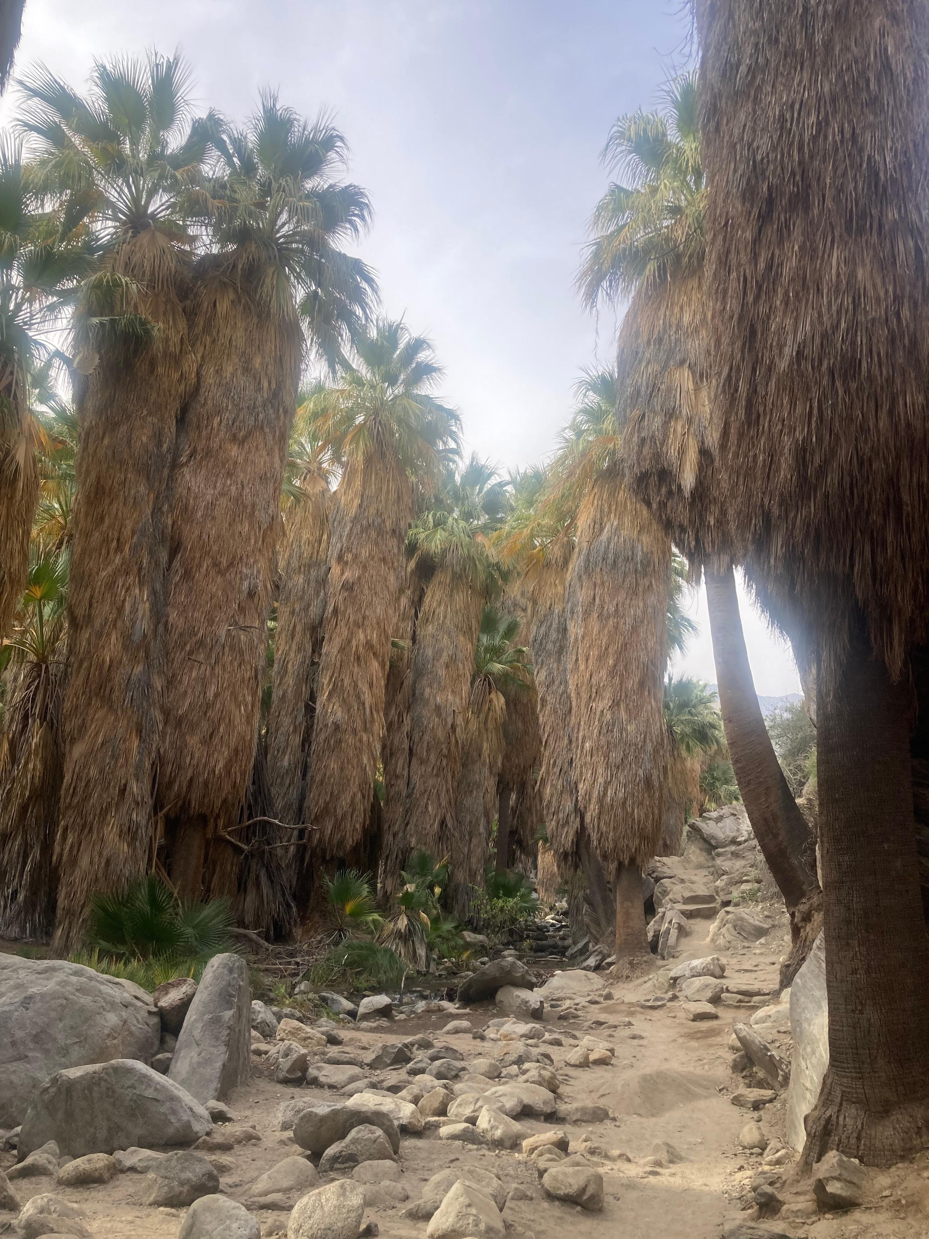 Palm Canyon hiking trail.