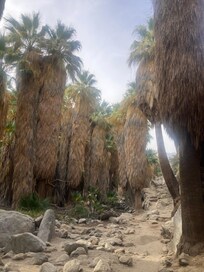 Palm Canyon hiking trail.