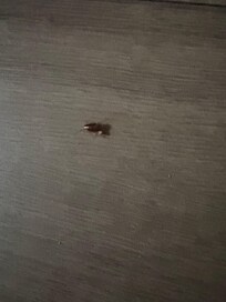 Roach