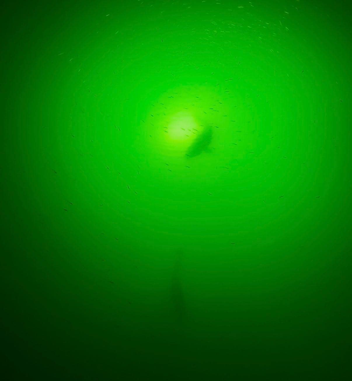 Two large red fish swimming at the green light provided amazing entertainment. 