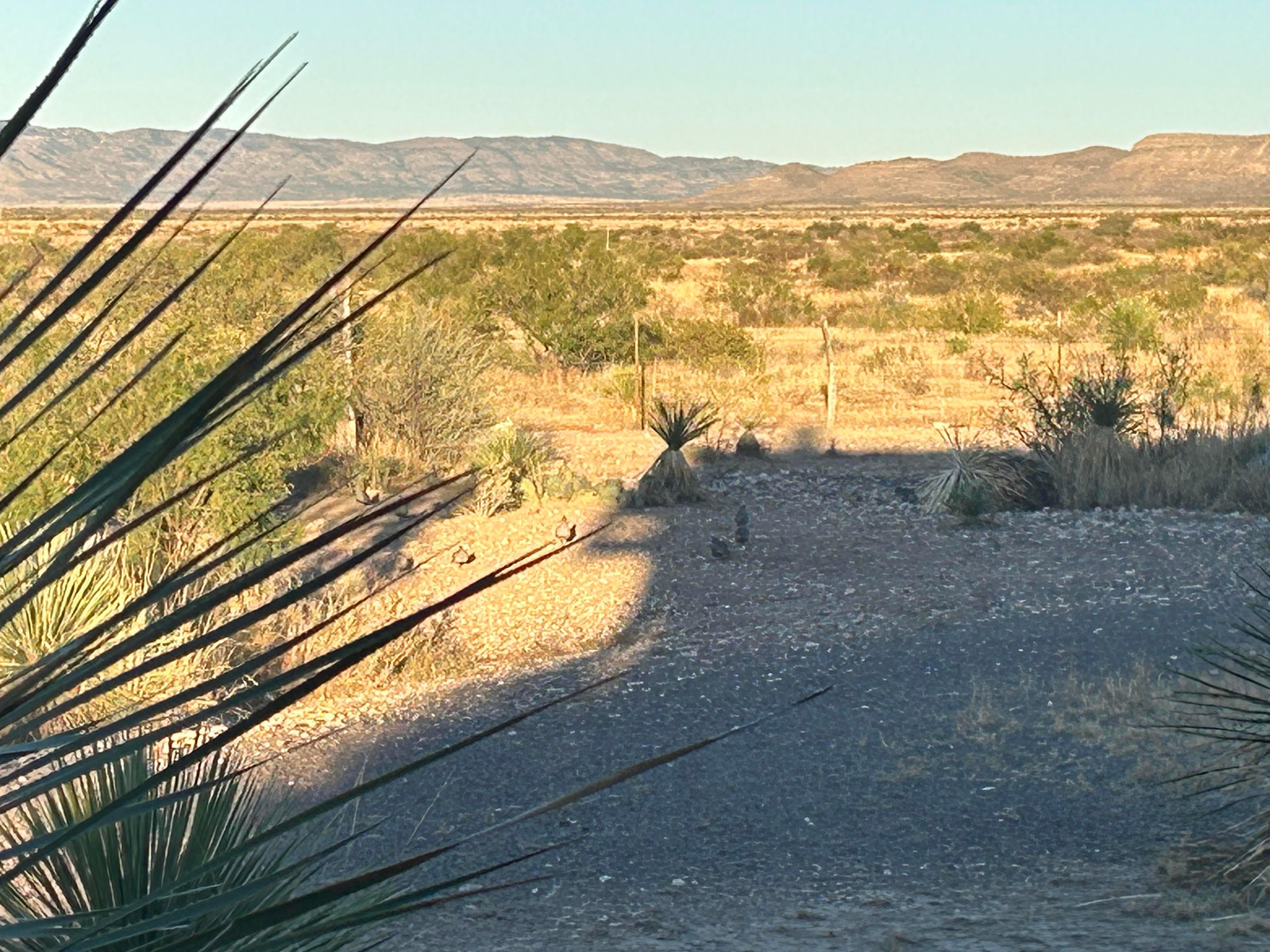 Quail outside Casa La Vista