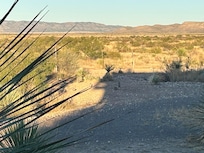 Quail outside Casa La Vista