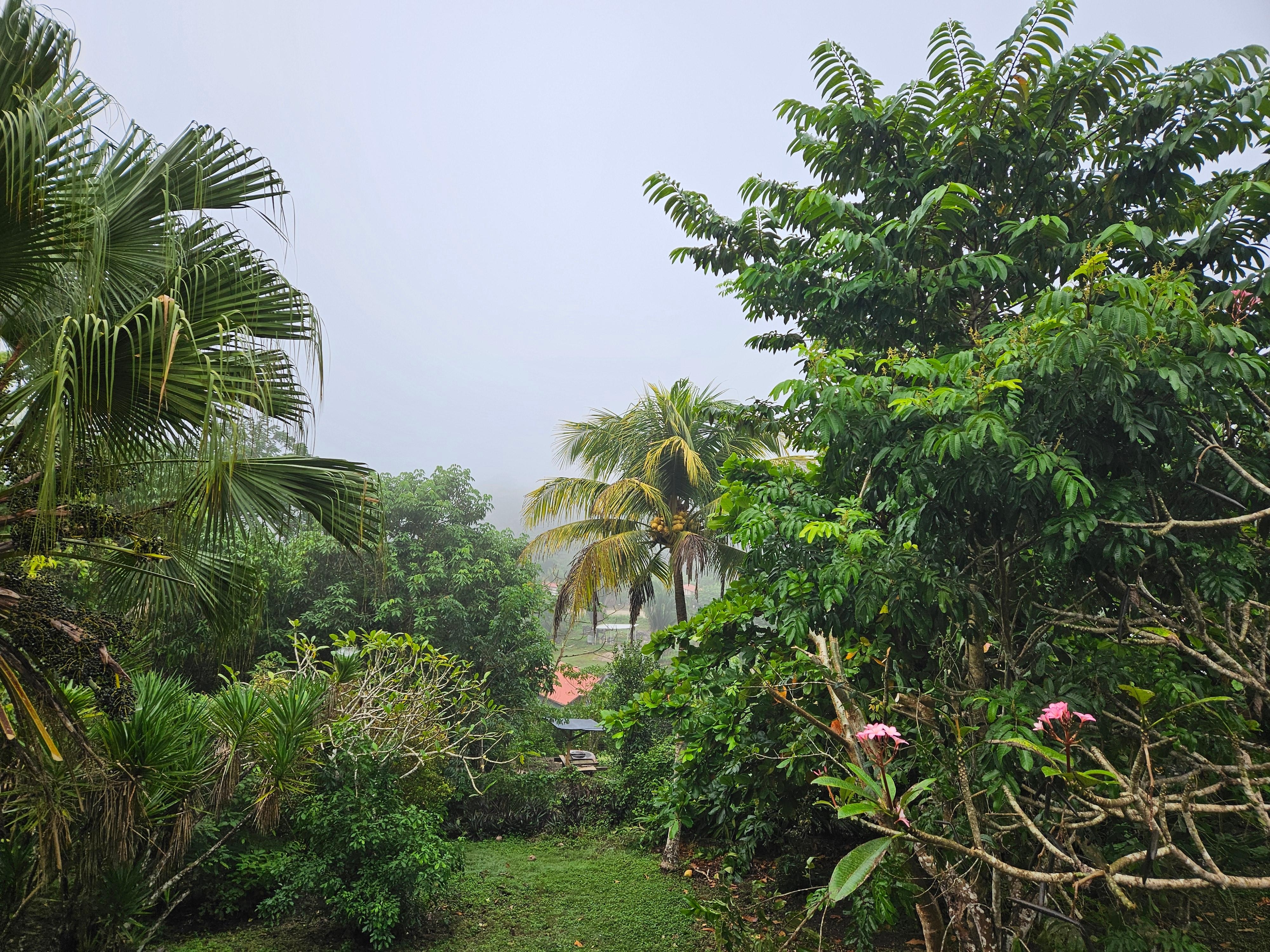 View from the veranda in the morning. 