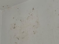 Mold in shower