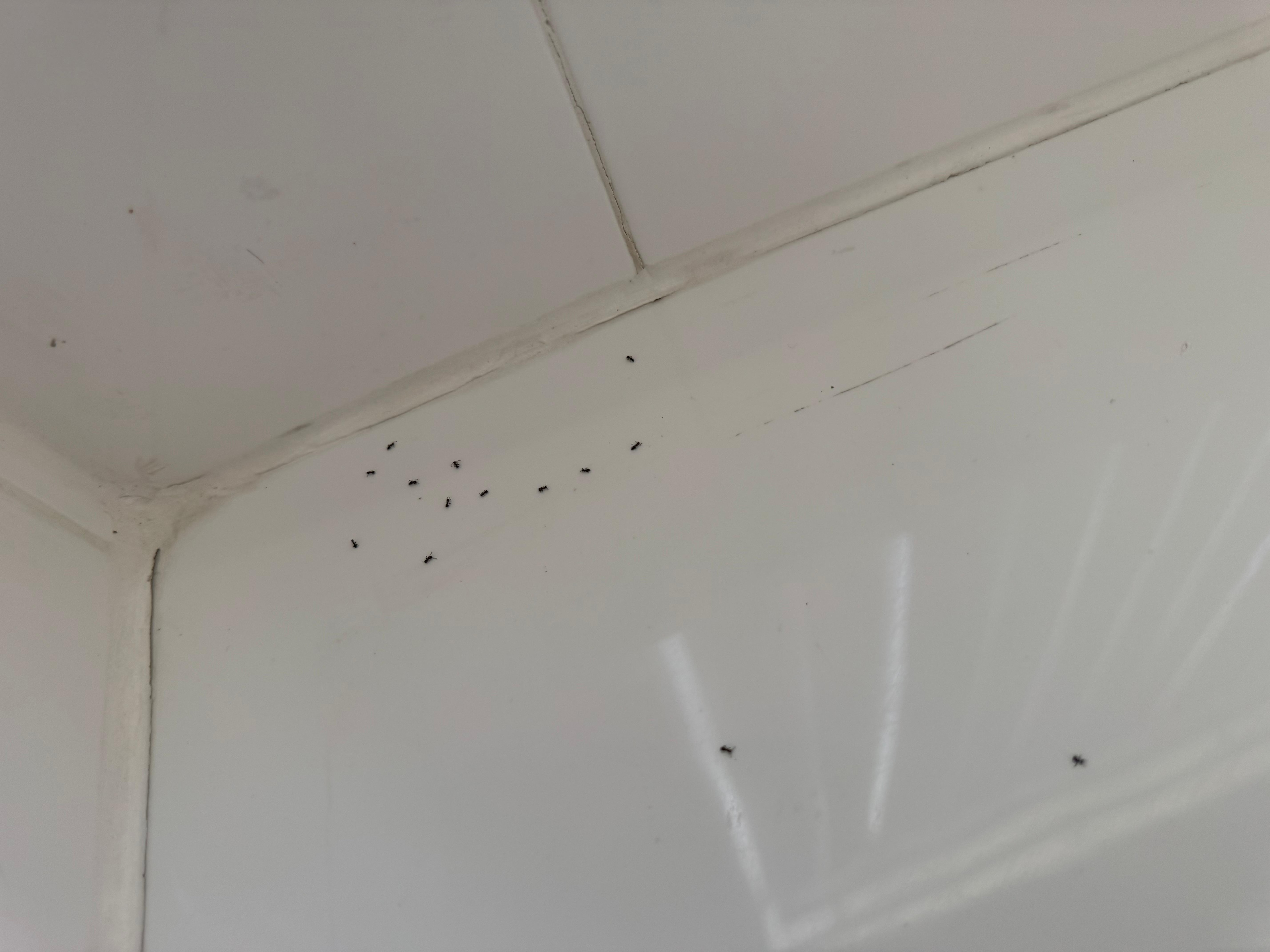 Dead ants on the master bathroom tub